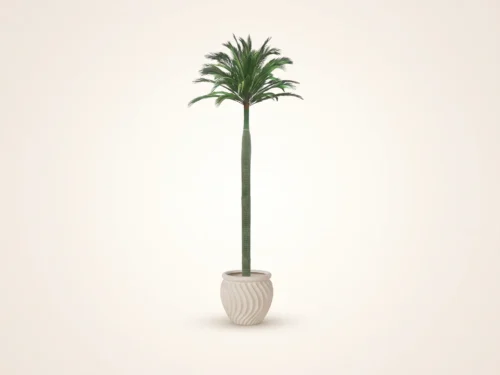 Royal Palm Tree ID# 10765