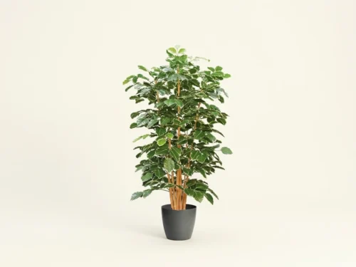 Rose Leaf Aralia Tree ID# 18170
