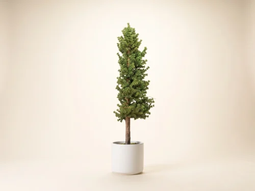 Rocky Mountain Pine Tree, Half Tree ID# 13249
