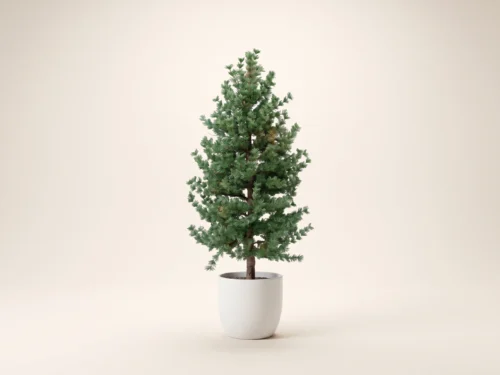 Rocky Mountain Pine Tree ID# PRM184