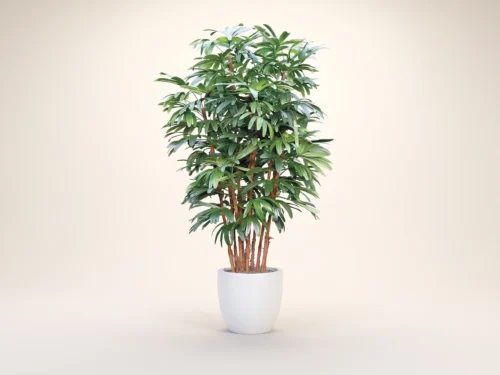 Rhapis Palm Tree ID# PRA996