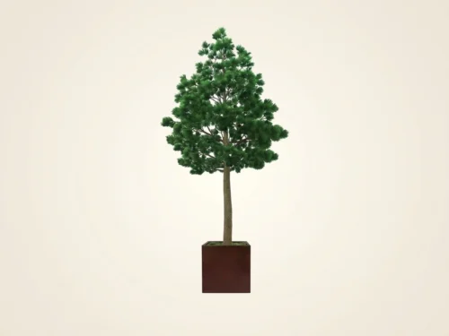 Pine Tree, Outdoor ID# PPP616++