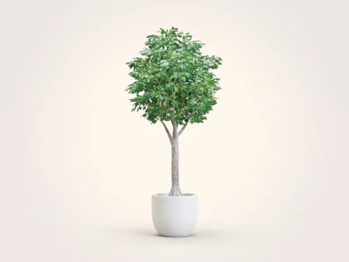 Oak Tree, Sculpted ID# OKRFX4