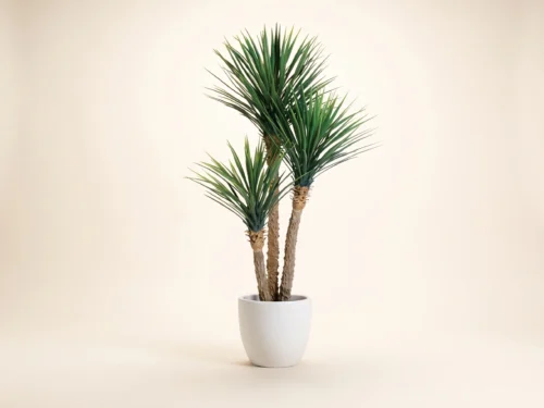 Pineapple Yucca Tree ID# P59271PS
