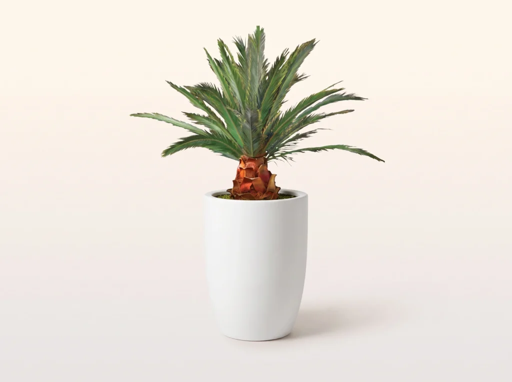 Pineapple Palm Tree Preserved