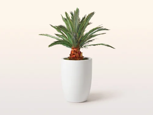 Pineapple Palm Tree, Preserved ID# CUSTPAP84