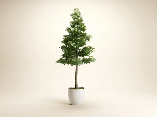 Pin Oak Tree ID# 7742