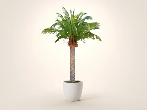 Phoenix Palm Tree, Preserved ID# CUSTPFPX9