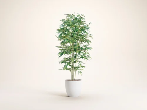 Oriental Bamboo Tree ID# BBCM72