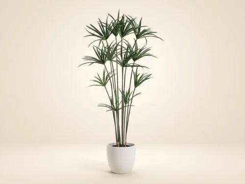 Egyptian Papyrus Tree ID# CRG-591GTLS