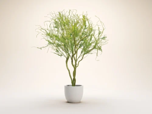 Palo Verdo Tree ID# PVDW96F