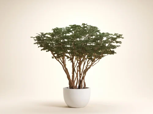 Black Olive Tree, Exotic ID# 13333