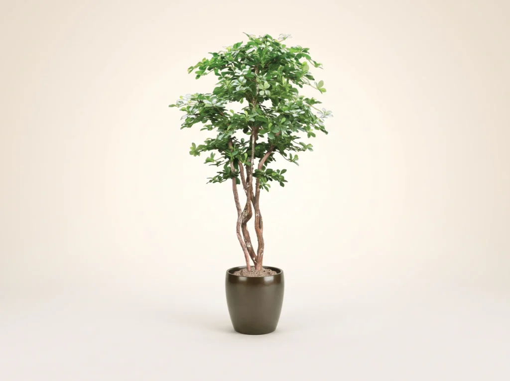 Artificial Oriental Black Olive Tree Indoor