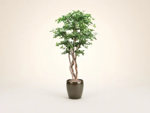 Oriental Black Olive Tree ID# BOOE72
