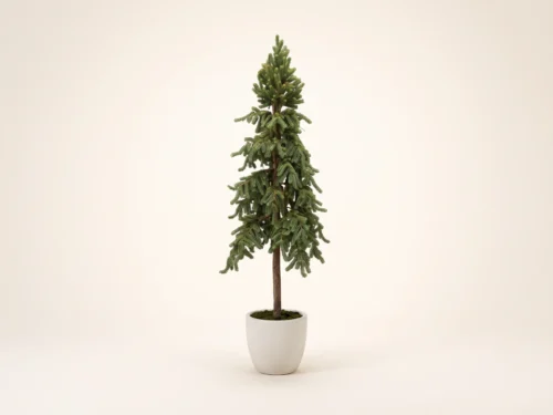 Norway Spruce Tree ID# SPN1X0