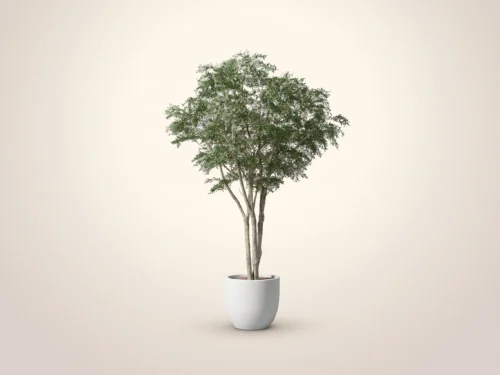 Mediterranean Olive Tree, Xanadu ID# OMDXX6