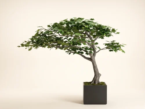 Maple Tree, Ceiling Tree ID# MSSMX0