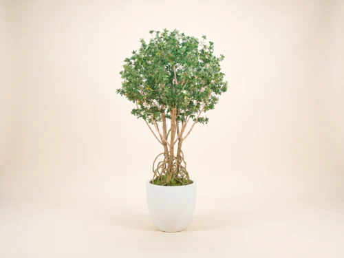  Mangrove Tree ID# MANMX4