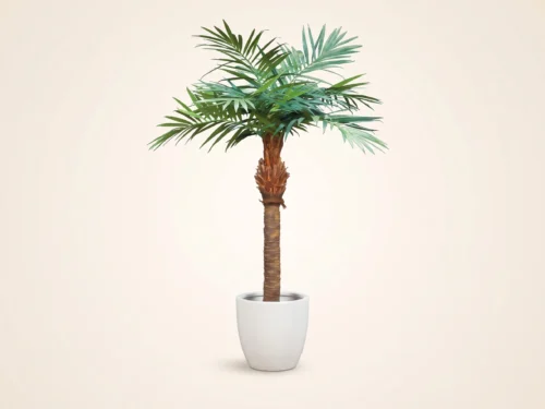 Majestic Palm Tree ID# PMA196