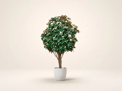 Magnolia Tree ID# MAGMX4
