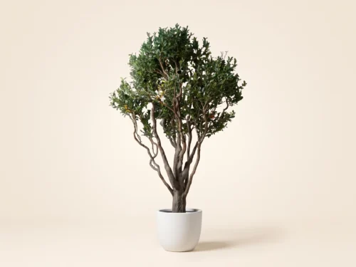 Live Oak Tree, Sculpted ID# OKLFX4G