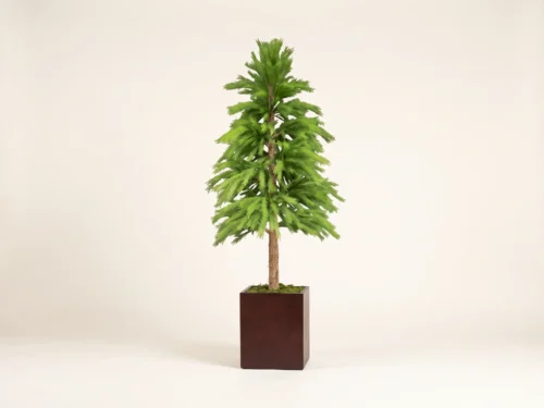 Limber Pine Tree, Pyramid, Outdoor ID# PLB1X2G+