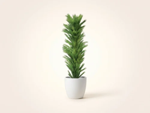 Limber Pine Tree, Columnar, Outdoor ID# PLBC84G+
