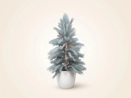 Limber Pine Tree, Outdoor ID# PLB172B+