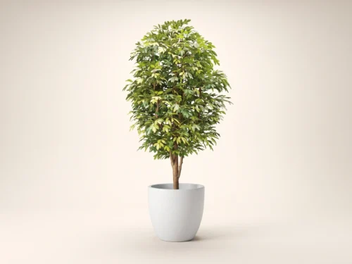 Bay Leaf Tree ID# BAYSX4++