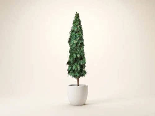 Juniper Tree, Outdoor ID# 11993