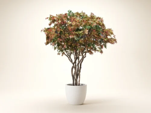 Japanese Maple Tree ID# 5584