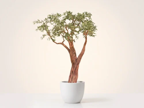 Italian Olive Tree ID# 3673