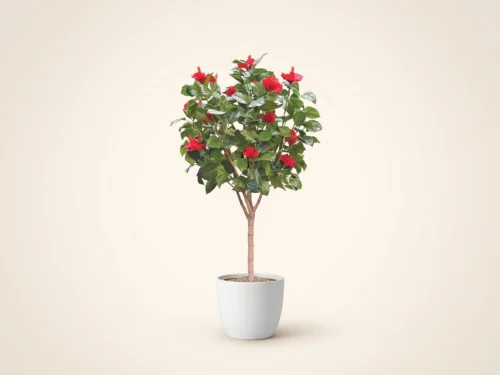 Hibiscus Tree ID# HIB160