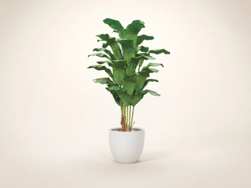 Heliconia Tree ID# HELC96