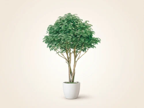 Hawaiian Ficus Tree ID# FHCMY0