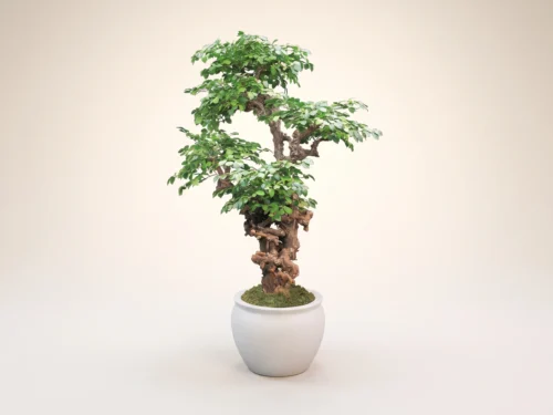 Ironwood Bonsai Tree ID# 12397