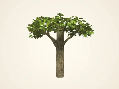 Sugar Maple Ceiling Tree ID# 6703