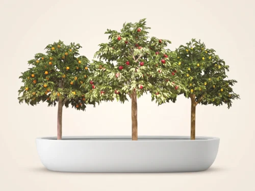 Fruit Fruit Grove ID# 4047