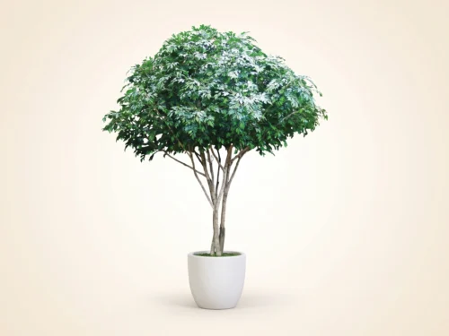 Embarcadero Ficus Tree ID# FESMX8#