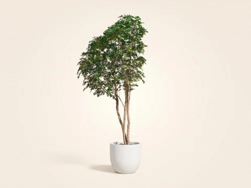 Benjamina Ficus Tree, Half Tree ID# 13749