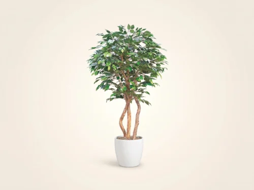 Ficus Tree, Exotic ID# FBCE72