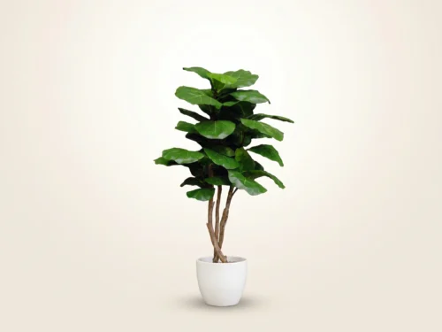 Fiddle Leaf Fig Tree ID# FIGT60