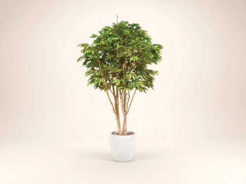 Alii Ficus Tree ID# FASMX0