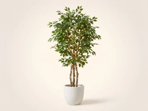 Ficus Tree, With Lights ID# 15549