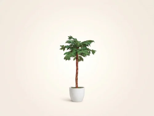 Fern Tree ID# FET196
