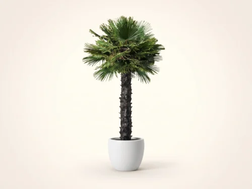 Fan Palm Tree, Preserved ID# PFPX8