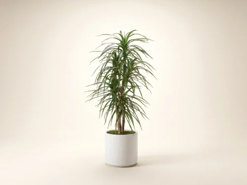 Dragon Tree ID# MACE60