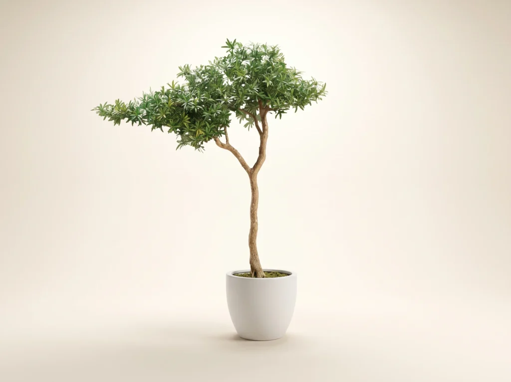 Artificial Divi Divi Tree