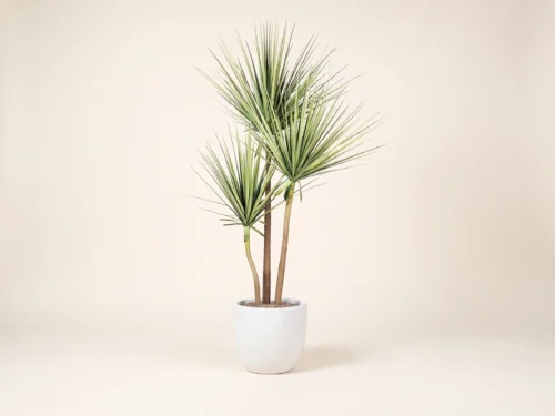 Desert Yucca Tree ID# P8381PS