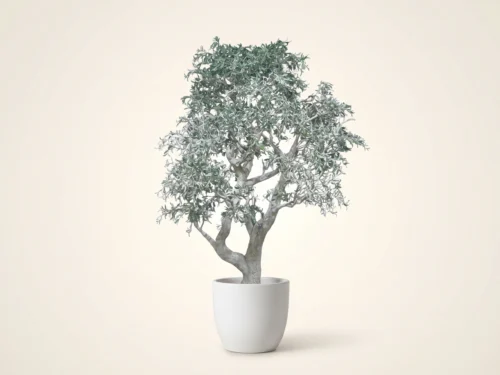 Desert Willow Tree ID# 4202